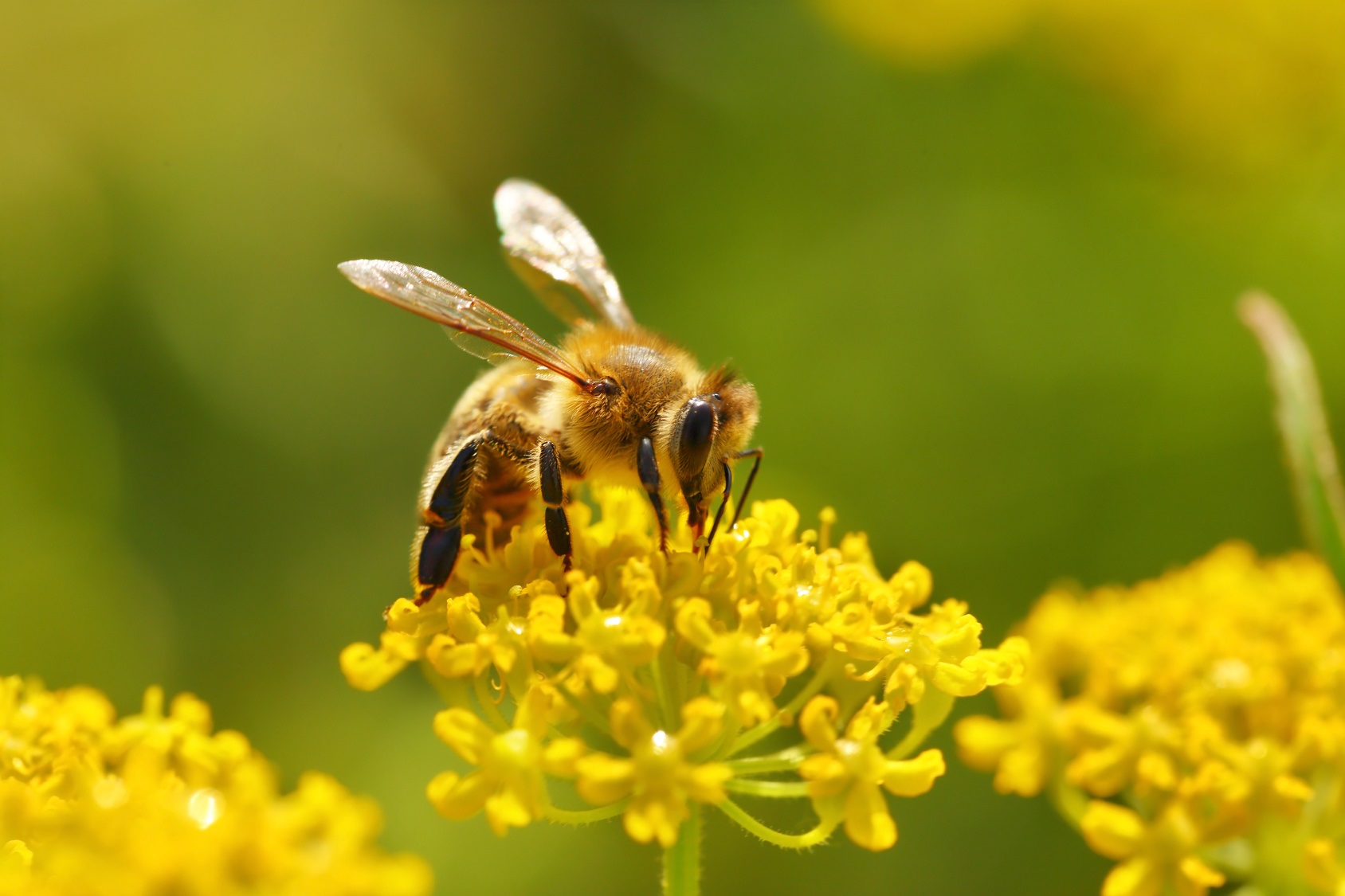 День пыльцы. Пчела. Пчелы и мед. Медовая пчела. Пчелы в природе.