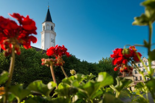 zdjęcie przedstawia czerwone pelargonie i budynek wieży