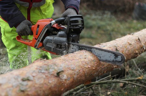 zdjęcie przedstawia pilarza przecinającego piłą mechaniczną pień drzewa