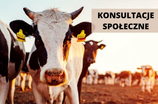Krowa na pastwisku